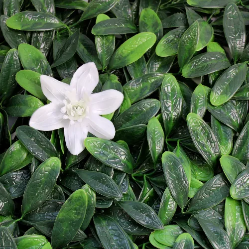 Pratum jardin 50x50 linea premium cali 00001.webp